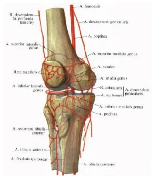 Osteomed : composizione solo ingredienti naturali.